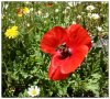 5/corse 12 (Small).jpg